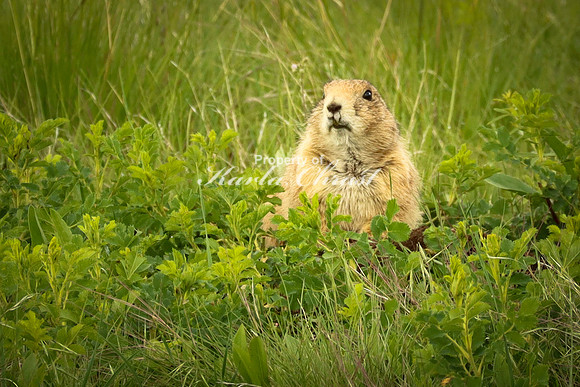 Black-tailed Prairie Dog 76 - June 11, 2023 Custer State Park South Dakota