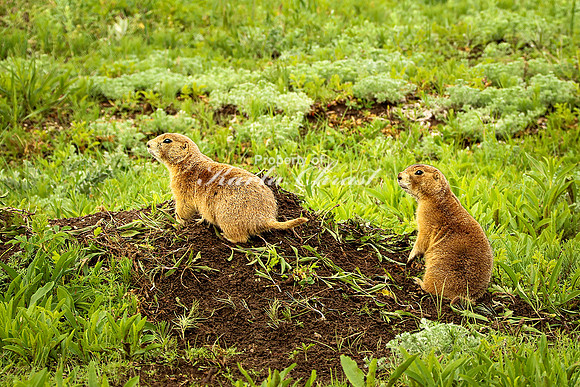 Black-tailed Prairie Dog 77 - June 11, 2023 Custer State Park South Dakota