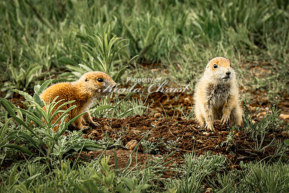 Black-tailed Prairie Dog 78 - June 11, 2023 Custer State Park South Dakota