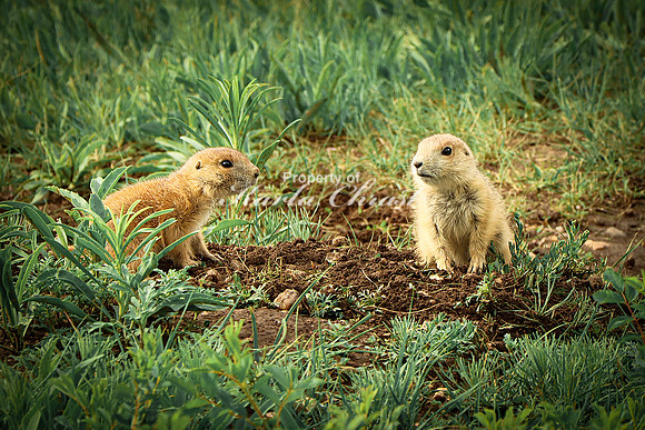 Black-tailed Prairie Dog 79 - June 11, 2023 Custer State Park South Dakota