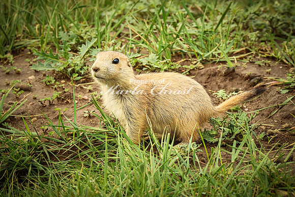 Black-tailed Prairie Dog 80 - June 11, 2023 Custer State Park South Dakota