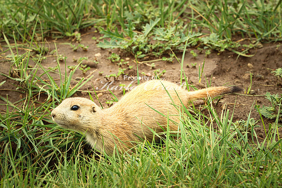 Black-tailed Prairie Dog 81 - June 11, 2023 Custer State Park South Dakota