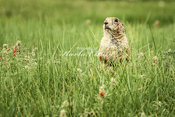 Black-tailed Prairie Dog 82 - June 11, 2023 Custer State Park South Dakota
