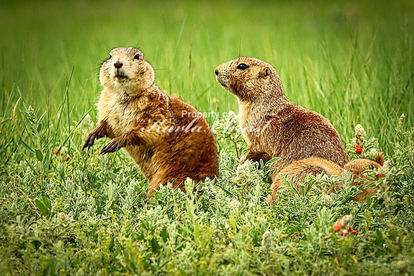 Black-tailed Prairie Dog 83 - June 11, 2023 Custer State Park South Dakota