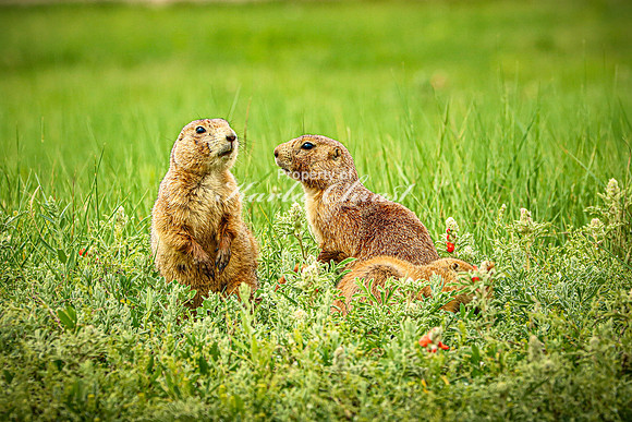 Black-tailed Prairie Dog 84 - June 11, 2023 Custer State Park South Dakota