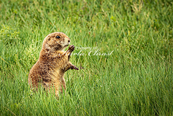 Black-tailed Prairie Dog 87 - June 11, 2023 Custer State Park South Dakota