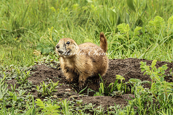 Black-tailed Prairie Dog 88 - June 11, 2023 Custer State Park South Dakota