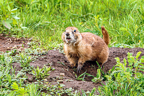 Black-tailed Prairie Dog 89 - June 11, 2023 Custer State Park South Dakota