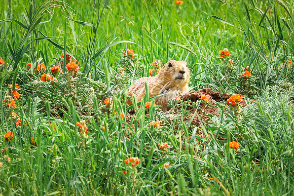 Black-tailed Prairie Dog 90 - June 11, 2023 Custer State Park South Dakota