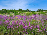 Big Stone National Wildlife Refuge 8 - May 31, 2023