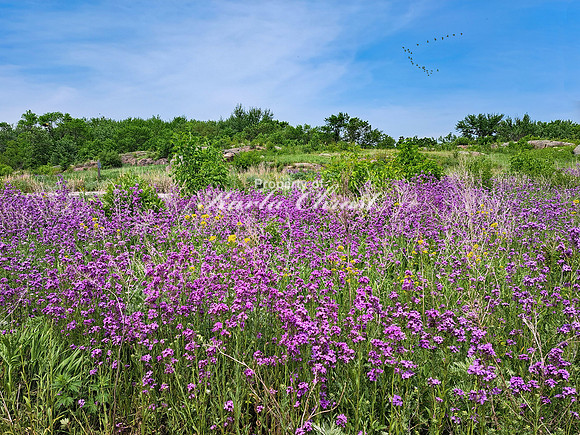 Big Stone National Wildlife Refuge 8 - May 31, 2023
