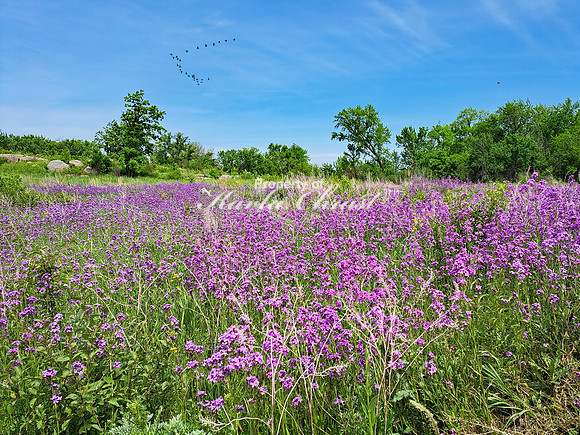 Big Stone National Wildlife Refuge 9 - May 31, 2023