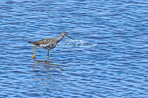 Greater Yellowlegs 11 - April 11, 2025 - Oakwood Lakes State Park South Dakota