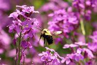 Bumble Bee 14 - May 31, 2023 Big Stone National Wildlife Refuge Minnesota