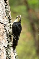 Black-backed Woodpecker 1 - June 10, 2023 Custer State Park South Dakota