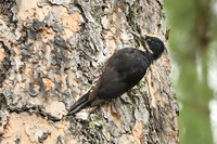 Black-backed Woodpecker 2 - June 10, 2023 Custer State Park South Dakota