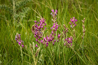 American Vetch 5 - June 11 2023 Wind Cave National Park South Dakota