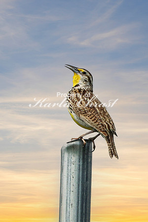 Western Meadowlark 10 June 12, 2023 Custer State Park