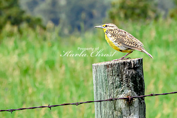 Western Meadowlark 11 June 12, 2023 Custer State Park