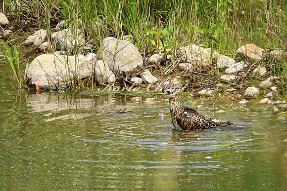 Greater Yellowlegs 2 - June 12, 2023 Custer State Park South Dakota