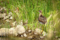 Greater Yellowlegs 3 - June 12, 2023 Custer State Park South Dakota