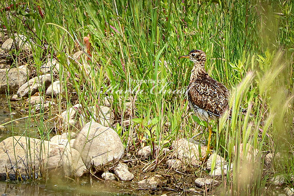 Greater Yellowlegs 3 - June 12, 2023 Custer State Park South Dakota