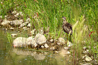 Greater Yellowlegs 4 - June 12, 2023 Custer State Park South Dakota