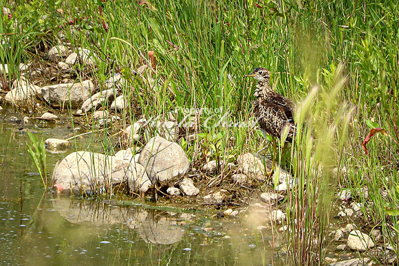 Greater Yellowlegs 4 - June 12, 2023 Custer State Park South Dakota
