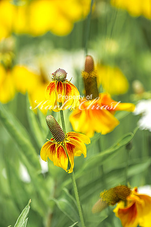 Prairie Coneflower 12 - July 02, 2024 Rural Minnesota