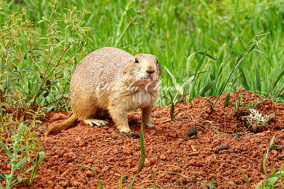 Black-tailed Prairie Dog 91 - June 12, 2023 Custer State Park South Dakota