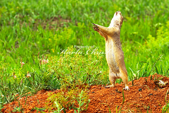 Black-tailed Prairie Dog 97 - June 12, 2023 Custer State Park South Dakota