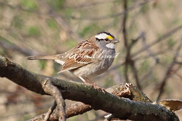 White-throated Sparrow  - May 6, 2018 Horicon National Wildlife Refuge Wisconsin