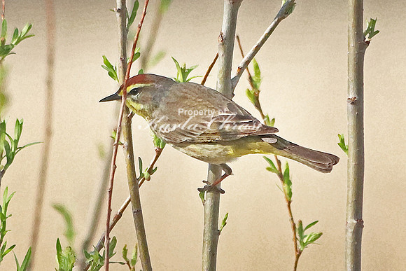 Palm Warbler 1  - May 7, 2018 Horicon National Wildlife Refuge Wisconsin