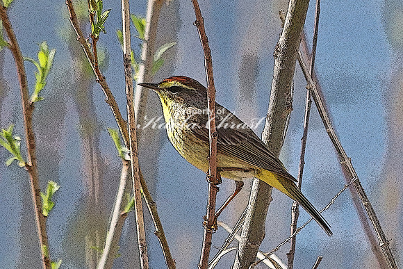 Palm Warbler 4  - May 7, 2018 Horicon National Wildlife Refuge Wisconsin