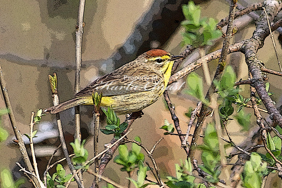 Palm Warbler 3  - May 6, 2018 Horicon National Wildlife Refuge Wisconsin