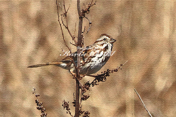 Song Sparrow  - May 6, 2018 Horicon National Wildlife Refuge Wisconsin