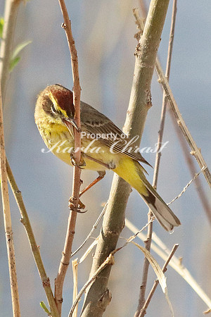 Palm Warbler 2  - May 7, 2018 Horicon National Wildlife Refuge Wisconsin
