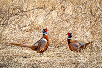Ring-necked Pheasant, Male 6 - April 11, 2025 - Sioux Poinsett Game Production Area
