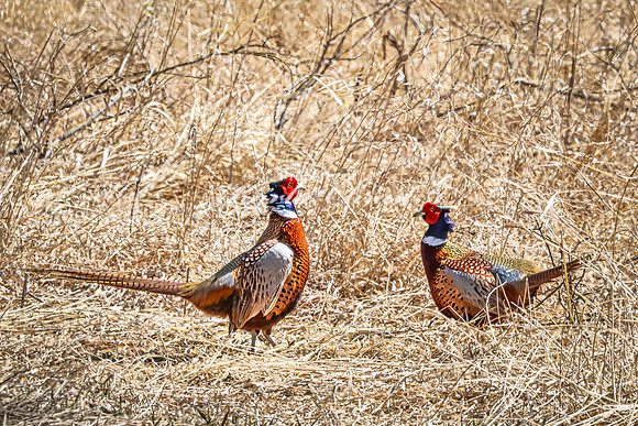 Ring-necked Pheasant, Male 6 - April 11, 2025 - Sioux Poinsett Game Production Area