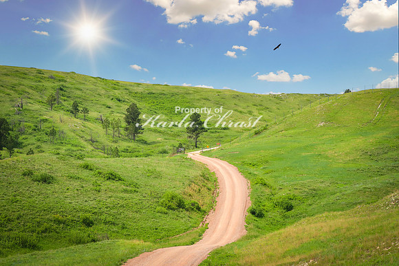 Custer State Park 79- June 12, 2023