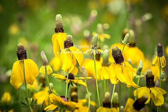 Prairie Coneflower 13 - July 02, 2024 Rural Minnesota