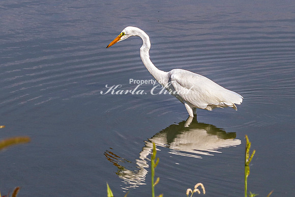 Great Egret 13 - September 1, 2023 Oakwood Lakes State Park South Dakota