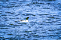 Common Merganser 2 - March 10, 2025 DeSoto National Wildlife Refuge