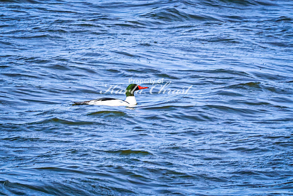 Common Merganser 2 - March 10, 2025 DeSoto National Wildlife Refuge