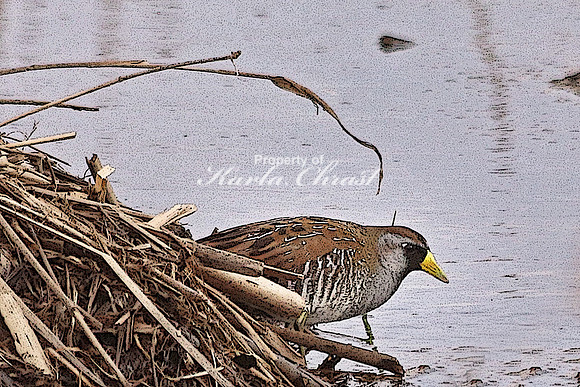 Sora 1  - May 10, 2018 Necedah National Wildlife Refuge Wisconsin