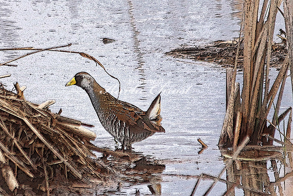 Sora 2  - May 10, 2018 Necedah National Wildlife Refuge Wisconsin