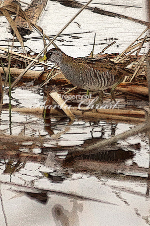 Sora 3  - May 10, 2018 Necedah National Wildlife Refuge Wisconsin