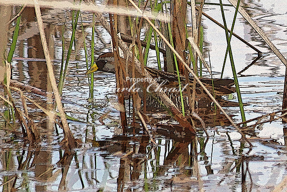 Sora 5  - May 10, 2018 Necedah National Wildlife Refuge Wisconsin