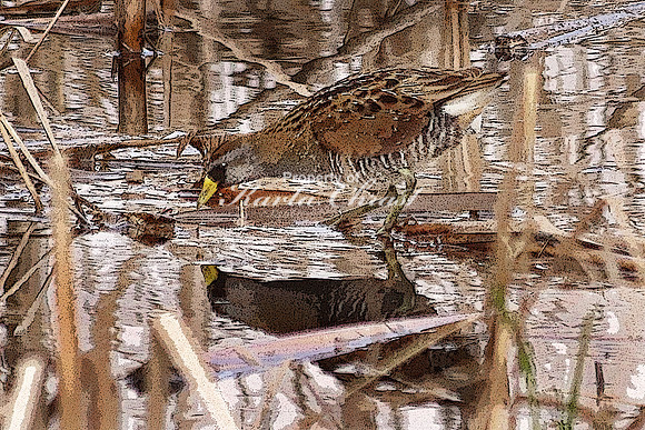 Sora 4  - May 10, 2018 Necedah National Wildlife Refuge Wisconsin