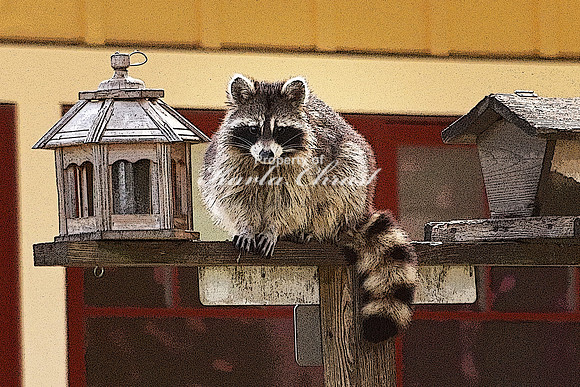 Raccoon 1  - May 10, 2018 Necedah National Wildlife Refuge Wisconsin